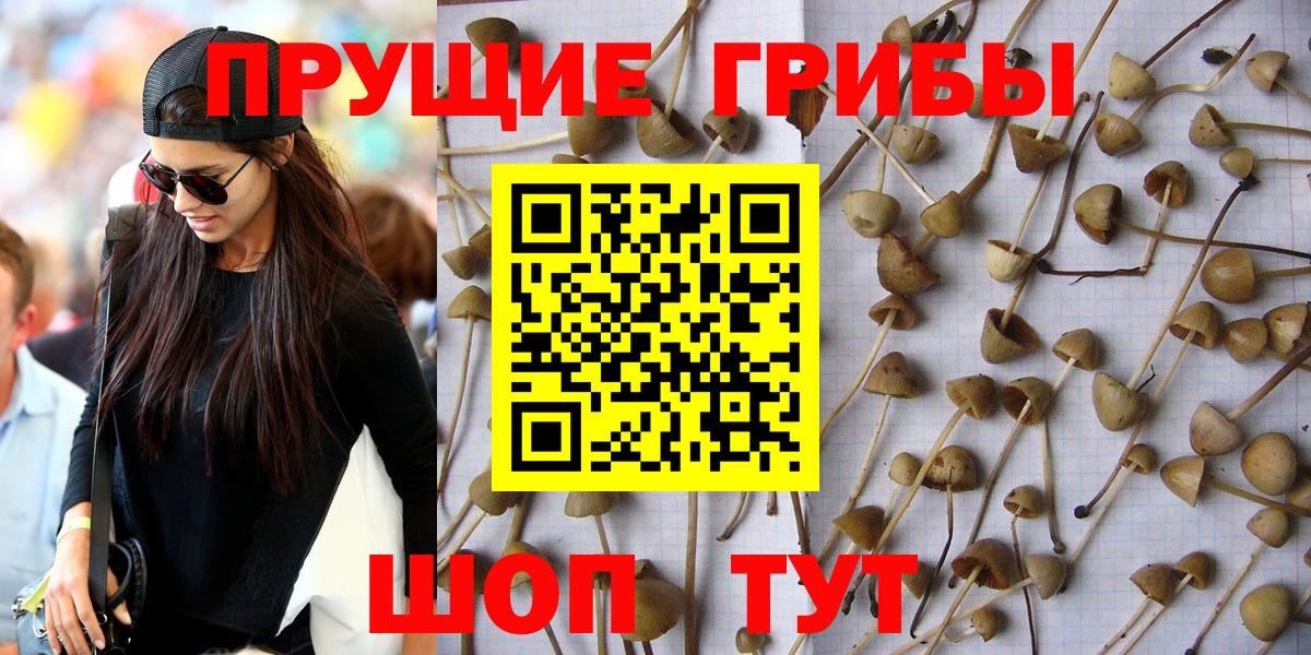 Псилоцибиновые грибы мицелий Надым